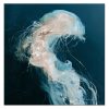 cuadros de medusas pintado a mano en acrílico en medida de 100x100cm.